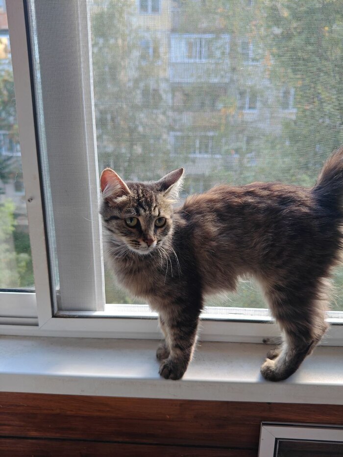 Чудесная кошечка ищет дом