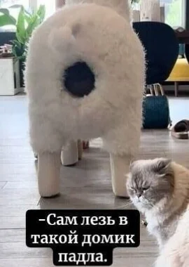 rejsifb5.webp