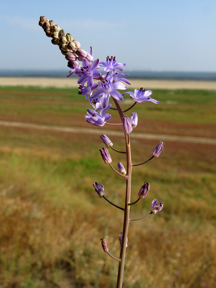 Пролеска осенняя. Фото Т. Винокуровой.