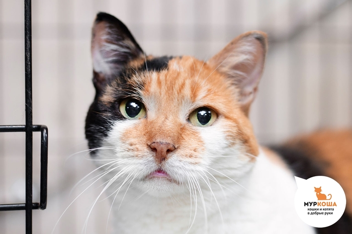 Кошка Дзениба, 7 лет, найдена на улице.