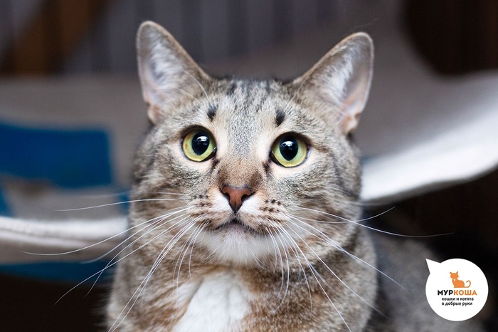 Кошка Кади, 3 года, приехала с передержки.