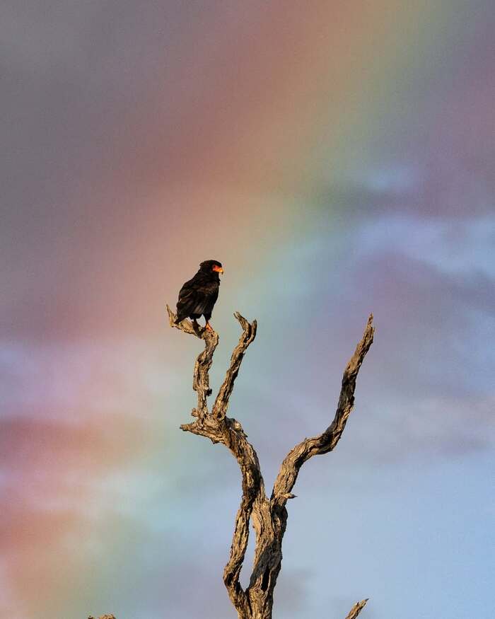 Орёл-скоморох на фоне радуги