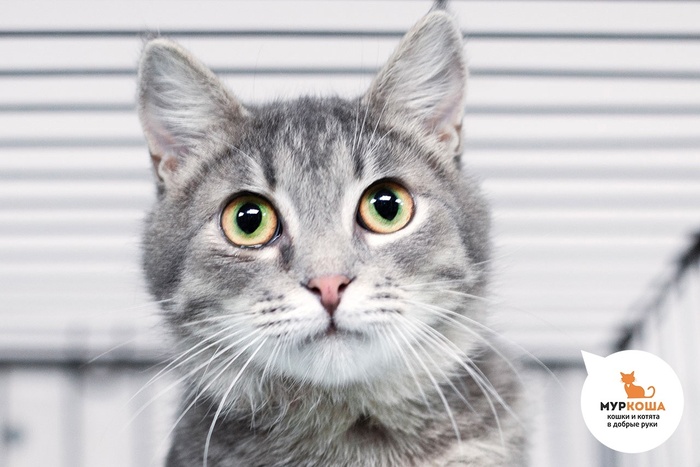 Кот Капитолий, 1 год, найден на даче. Диагностирован ВЛК. Пристраивается единственным котиком или в семью с кошками-носителями ВЛК. Обращаем внимание, что ВЛК не опасен для человека и животных других видов и не передается им.