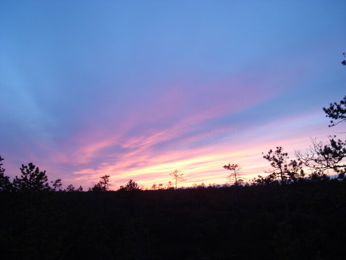 Лесотундра. НА огромных её просторах важно найти пути миграций гусиных стай.