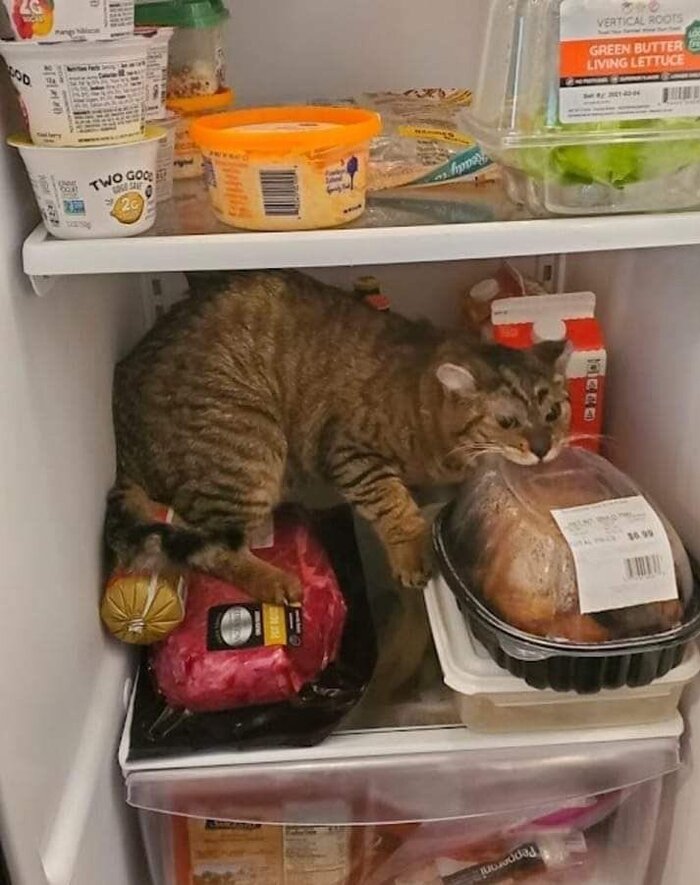 Изголодался