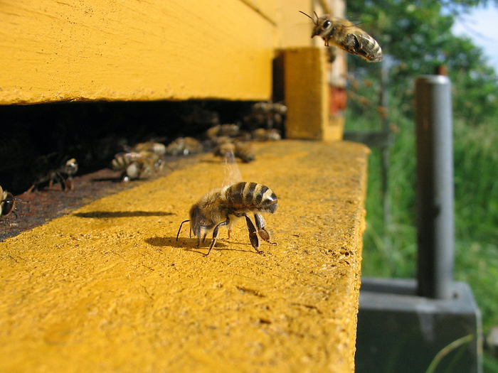 А эта пчела активно распускает феромоны для срочного сообщения сородичам.
