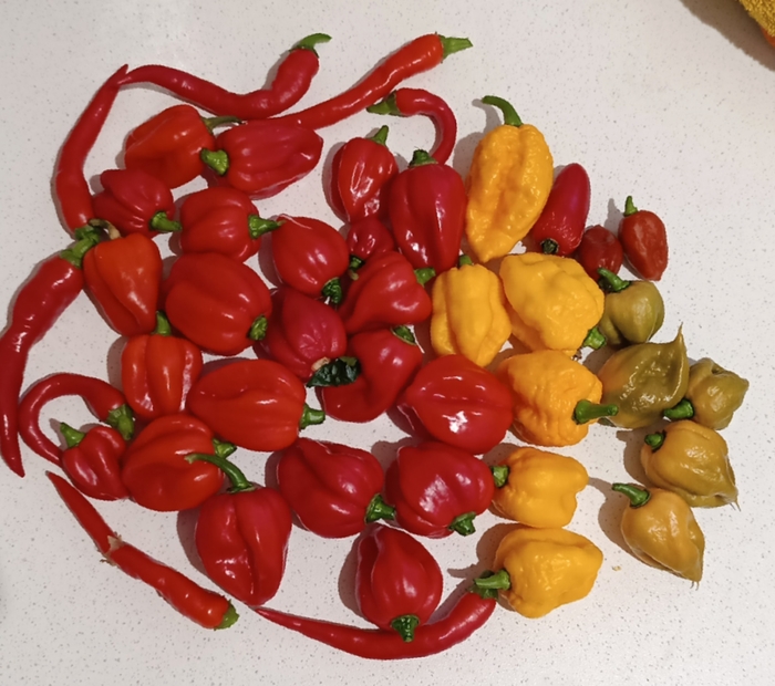 Собран 26.09.25