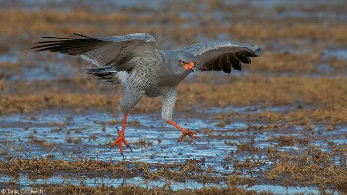 Светлый певчий ястреб