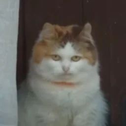 Martensya