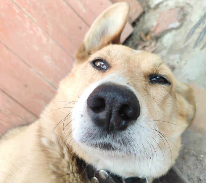 На днях соседа погрызла собака. Своя