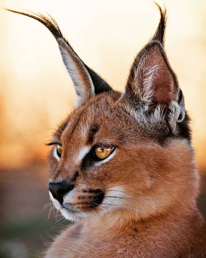 ����� �������