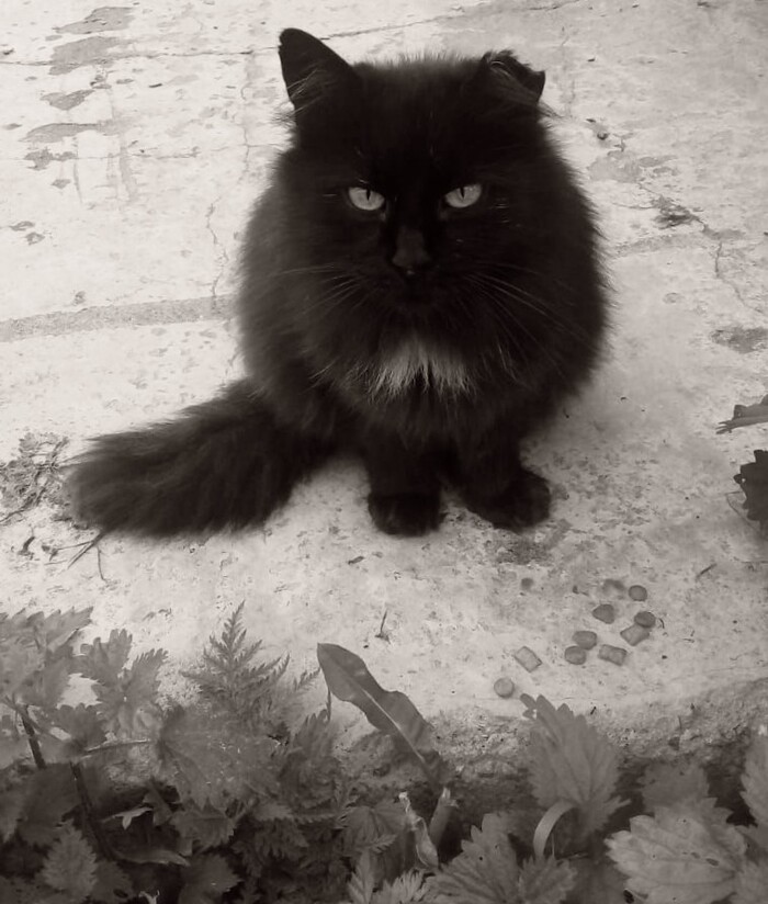 Мы отпустили кошечку Пушок...