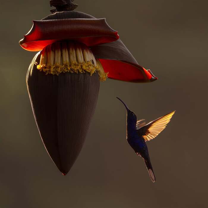 Пурпурный саблекрыл у цветка банана