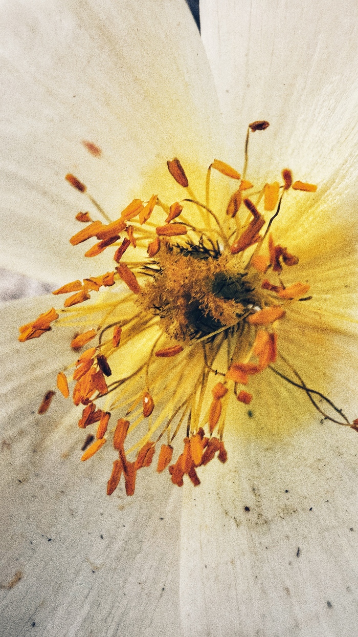 Фото #9. Мак из 5-ки