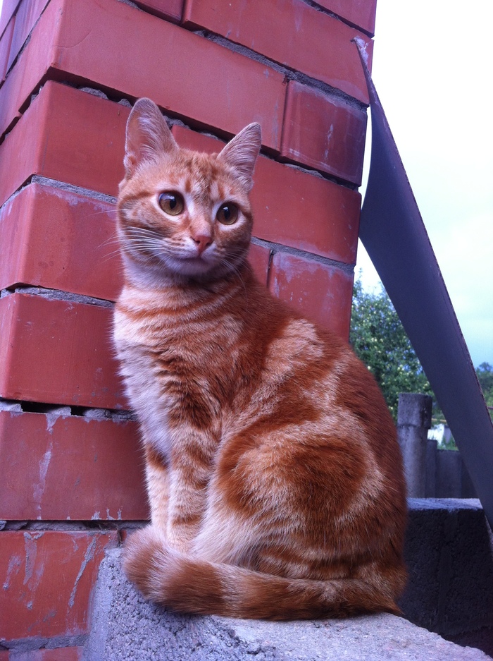 Ответ на пост «Слепой котенок на приеме у доктора»