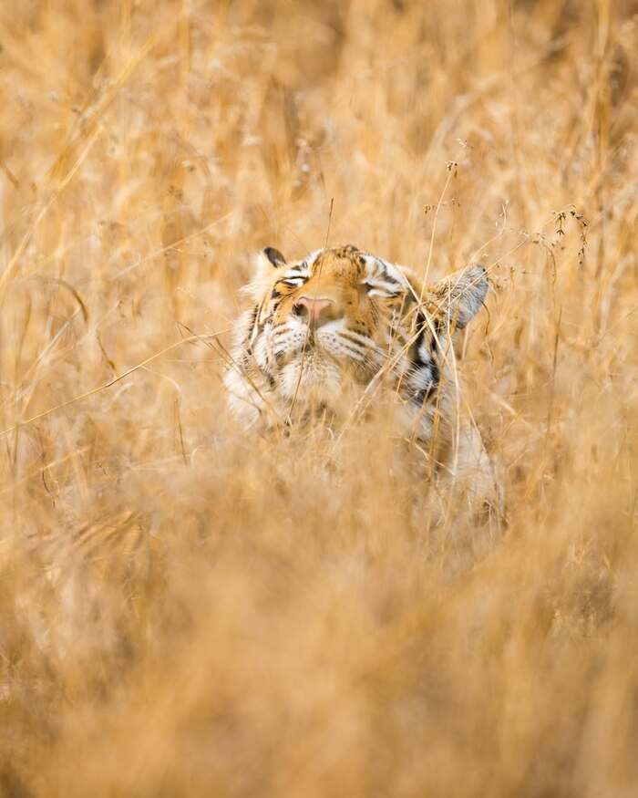 Наслаждается солнечным теплом