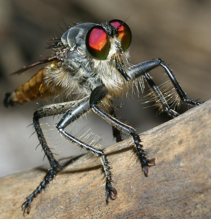 Если вам кажется, что в его глазах блестят огни геенны огненной — вам не кажется.