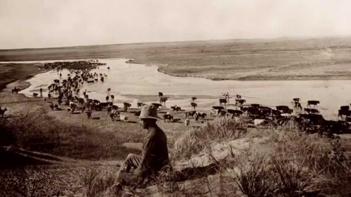 Американские виды на урожай крупного рогатого скота. Многие в те годы подрабатывали перегоняя скот. Или угоняя его...