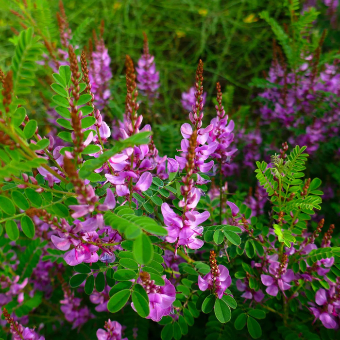   (. Indigofera tinctoria)    ,   ,              ().