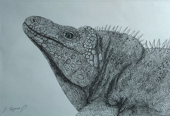 Игуана