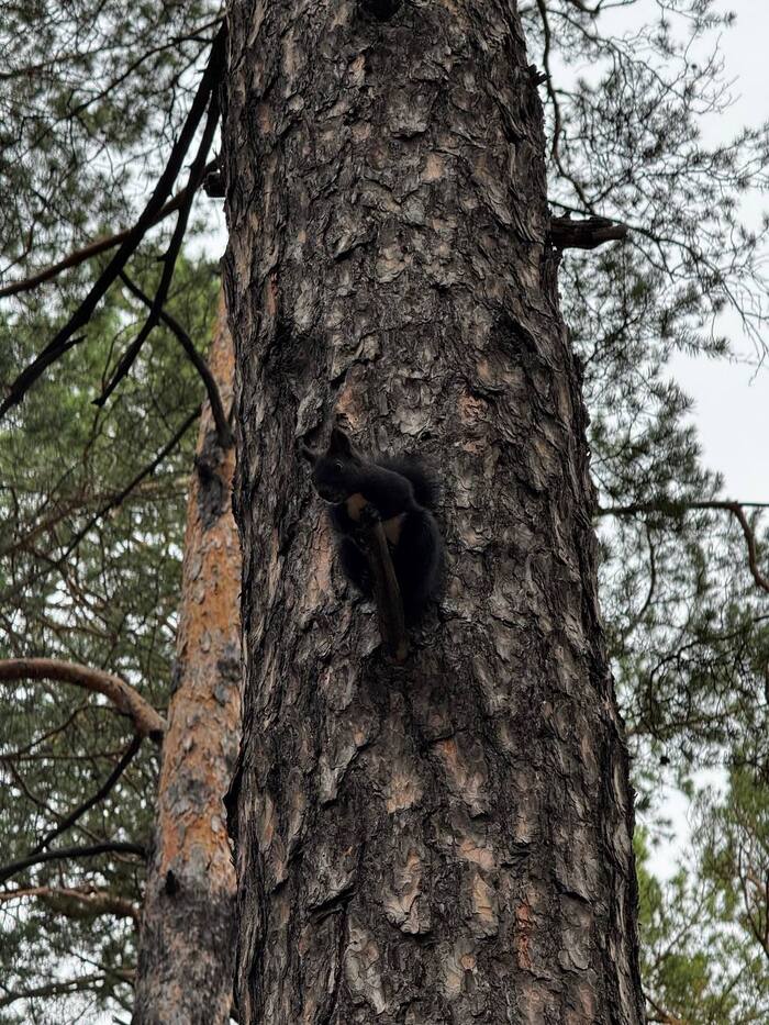 ������� ��������