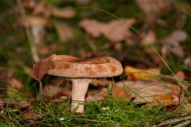 Раньше они считались условно съедобными, теперь признаны ядовитыми. Но какая красавица...