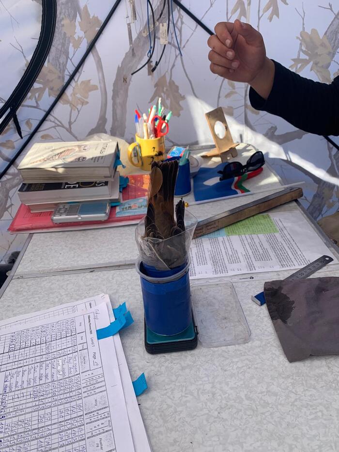 На фото: взвешивание дрозда Науманна