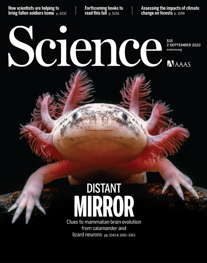 Биологи в восторге от аксолотлей, ведь они – источник бесценных данных о регенерации позвоночных. Если мы когда-нибудь и сможем прокачать нашу регенерацию на генетическом уровне, то всё благодаря этим трудяжкам!