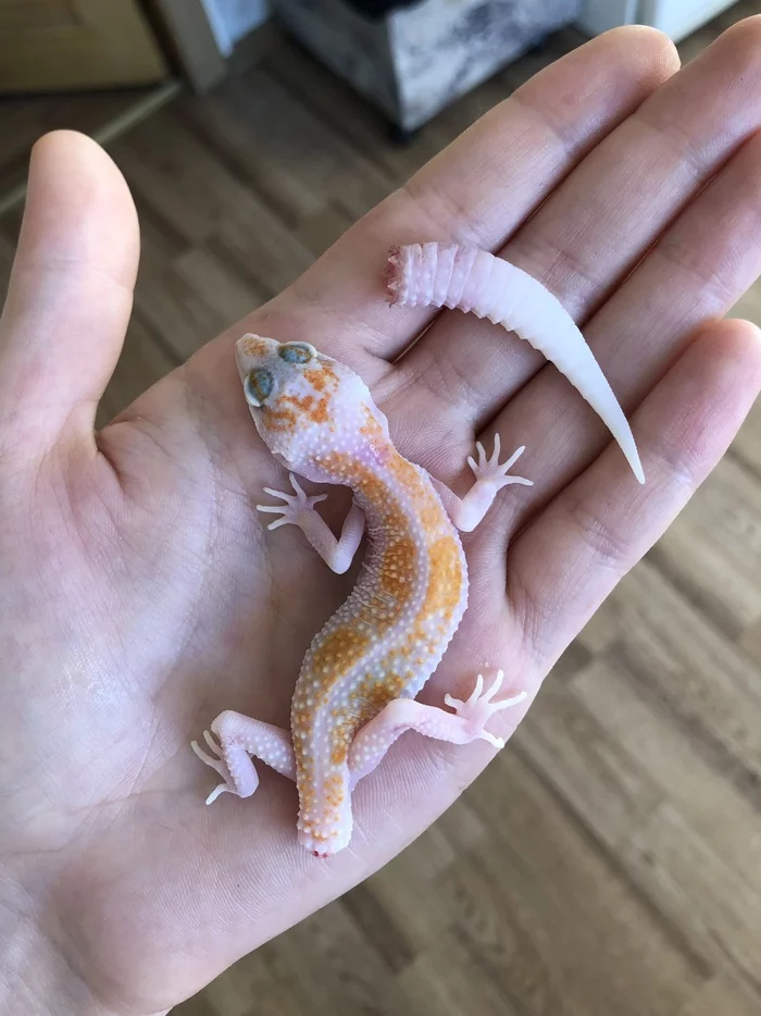 У этой фотографии есть своя история. Посреди ночи эублефар выбрался из клетки, встретил кошку, заверещал и отбросил хвост. Что характерно, это сработало. На крик прибежал хозяин, а кошка просто залипла на прикольно извивающийся хвостик.