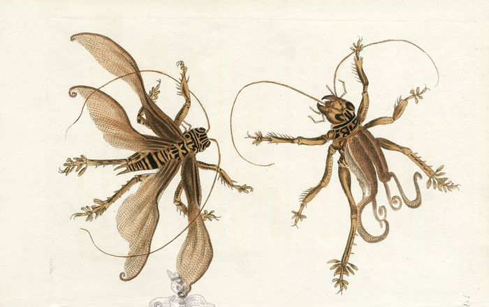 Биологи по достоинству оценили внешний вид и плотоядные наклонности сверчка, поэтому восторгаются им уже более 200 лет. Этот рисунок — иллюстрация из «Сборника Натуралиста», вышедшего в 1795 году.