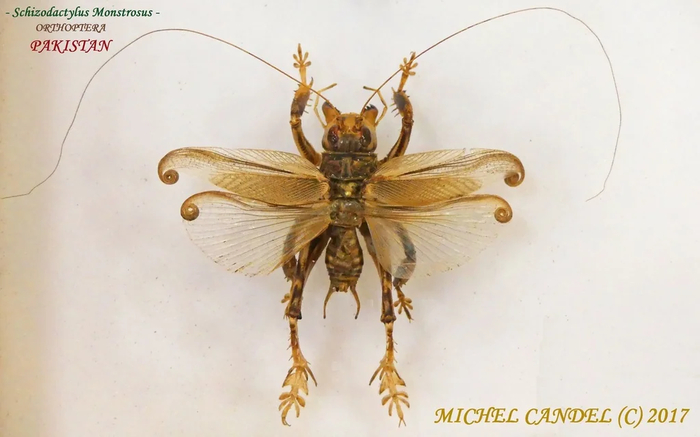 Зависть к чужим шикарным усам активирована.