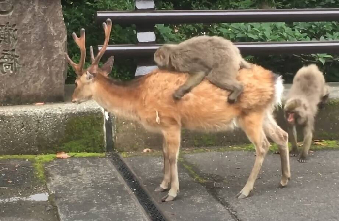 Санёк, слезай, я тоже хочу поспать на олене.