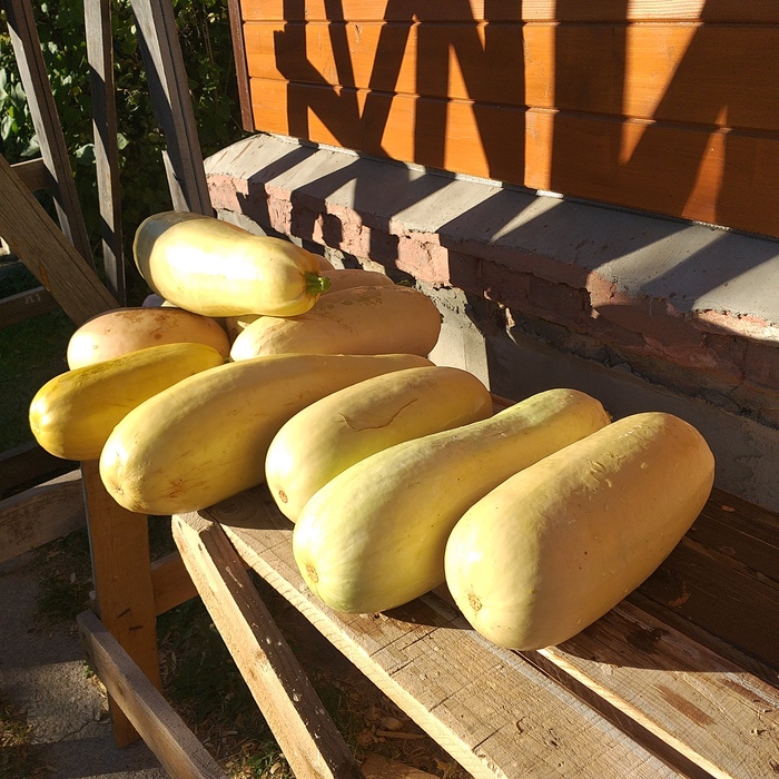 Мои кабачки