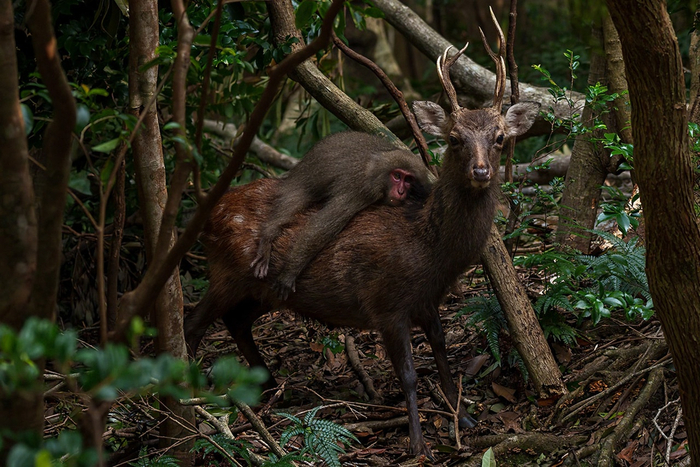 — Вези меня, брат, домой, что-то я совсем устал... — Но сейчас только вторник, середина рабочего дня!