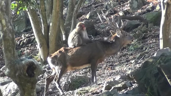 Если поторопишься, я ещё 2 ореха чаевыми добавлю!!!