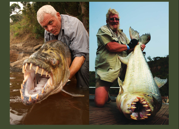 А вот взрослые исполины.