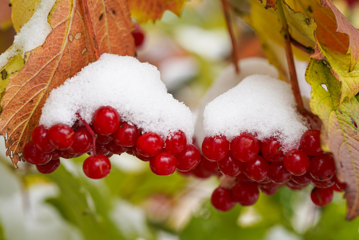 Калина красная