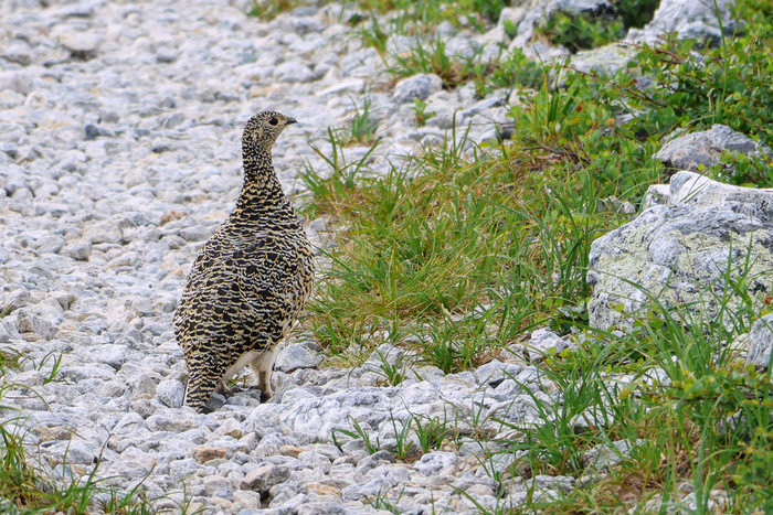Они обычно просто носятся и издают странные тревожные звуки.