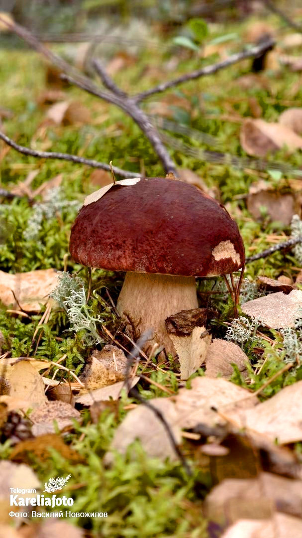 Грибник: Василий Новожилов (Карелия)