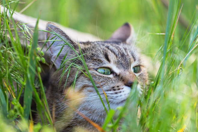 : <!--noindex--><a href="https://pikabu.ru/story/yekologi_vzyalis_za_sokhranenie_krasnoknizhnyikh_kotov_13246149?u=http%3A%2F%2Ffreepik.com&t=freepik.com&h=85db536b86aca028ae7e6f514b8f842dbac0a505" title="http://freepik.com" target="_blank" rel="nofollow noopener">freepik.com</a><!--/noindex-->