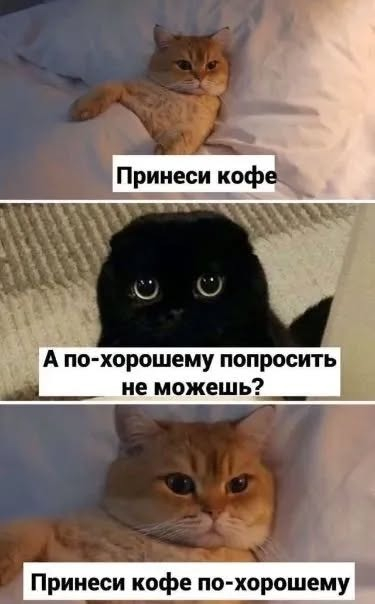 Принеси