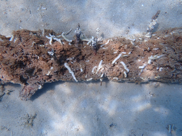 Вот эти белые штуки — не сами черви, а их известняковые "домики" внутри древесины.