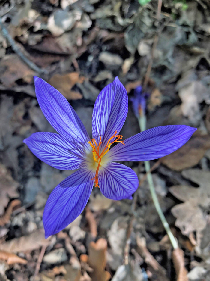 Крокус прекрасный (Crоcus speciоsus). Фото К. Красивой.