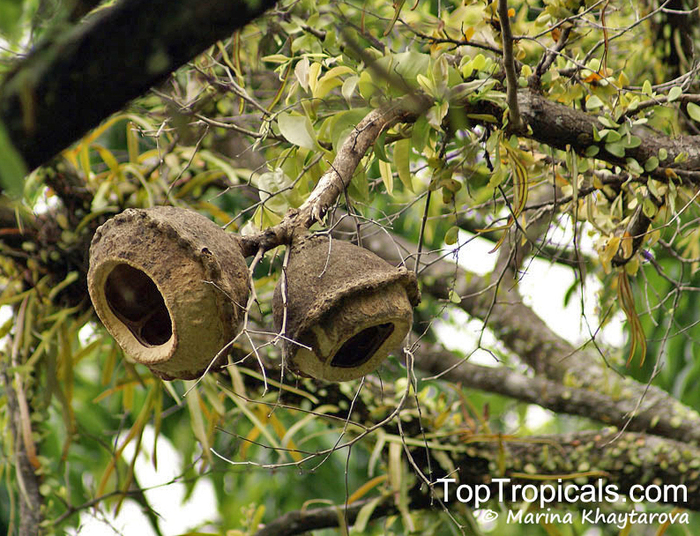 Плоды горшечника Lecythis ollaria на дереве.