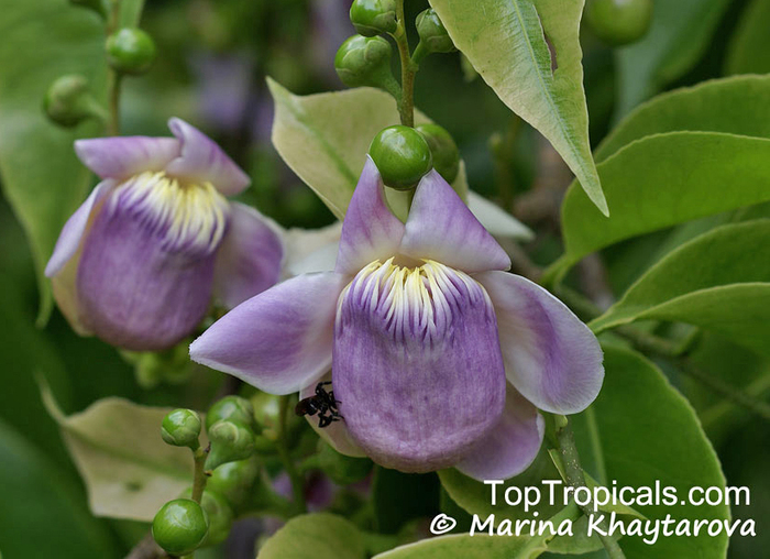 Цветы горшечника Lecythis ollaria.