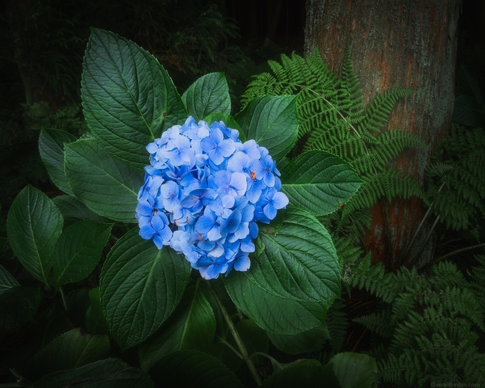 Соцветие гортензии крупнолистной. Фото Д. Коржонова.