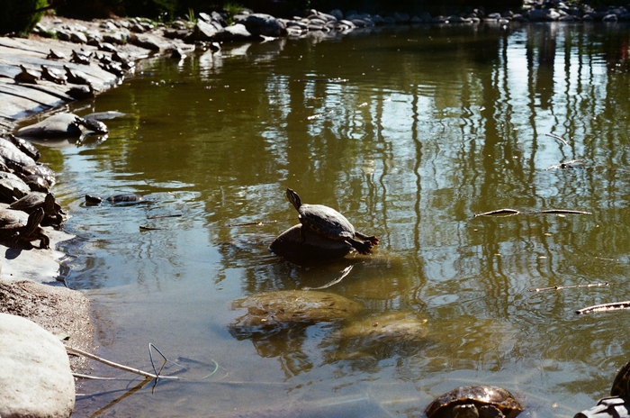 Я на солнышке лежу