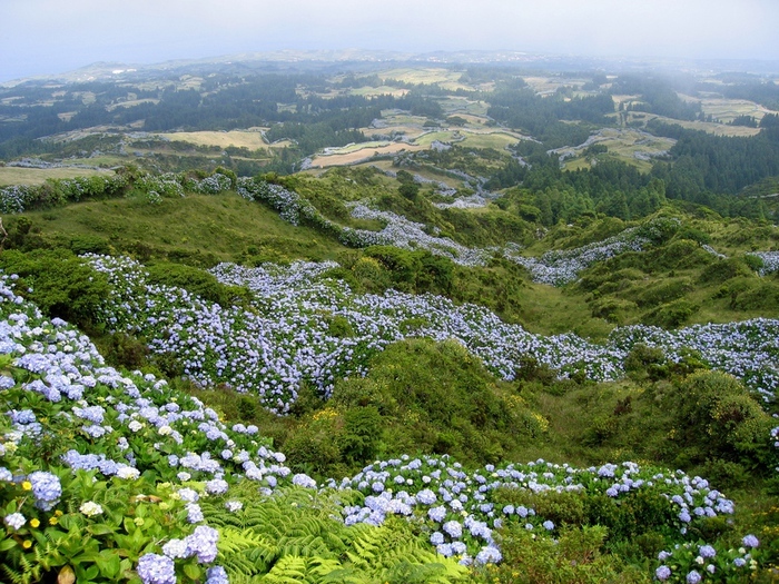 Азорские острова с цветущими гортензиями. Фото с сайта <!--noindex--><a href="https://pikabu.ru/story/gortenzii_na_azorskikh_ostrovakh_13262288?u=http%3A%2F%2Flivejournal.com&t=livejournal.com&h=af420cb70eb7b4a740d0de2e1f38de125dc71384" title="http://livejournal.com" target="_blank" rel="nofollow noopener">livejournal.com</a><!--/noindex-->.
