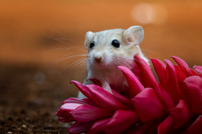 : <!--noindex--><a href="https://pikabu.ru/story/biologi_nauchili_kompyuter_chitat_myisli_myishey_po_vyirazheniyu_ikh_mordochek_13248627?u=http%3A%2F%2Ffreepik.com&t=freepik.com&h=85db536b86aca028ae7e6f514b8f842dbac0a505" title="http://freepik.com" target="_blank" rel="nofollow noopener">freepik.com</a><!--/noindex-->