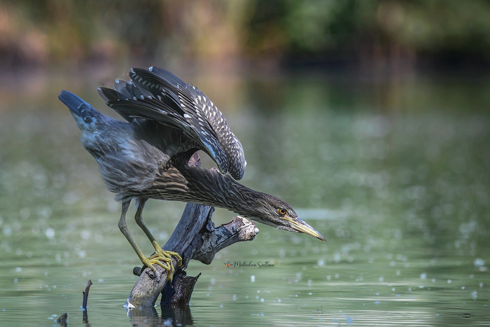 Фото: Медведева Светлана <a href="https://pikabu.ru/story/utrennyaya_gimnastika_13249589?u=https%3A%2F%2Frtraveler.ru%2Fphoto%2F1478413%2F%3Feditorial_photos%3D1&t=%D0%BE%D1%82%D1%81%D1%8E%D0%B4%D0%B0&h=4b134d5f98997820132ba52b6b9e3c755887f18f" title="https://rtraveler.ru/photo/1478413/?editorial_photos=1" target="_blank" rel="nofollow noopener">отсюда</a>